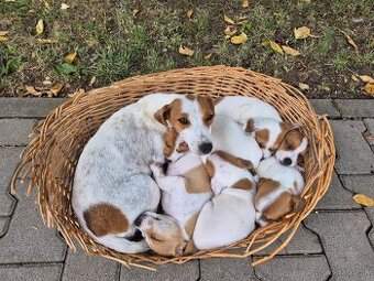 Jack russel šteniatka