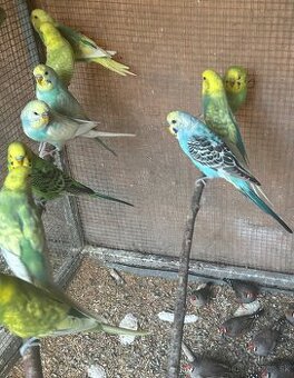 Andulky, Korely, Kakariky, Zebričky