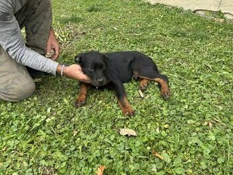 Na predaj šteniatka Rottweilera 🐶Eladó rottweiler kiskutyá