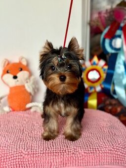 York, Yorkshire, Yorkshirsky terier, mini yorkshire