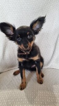 Ruský toy dlouhosrstý-štěňata s PP(FCI)