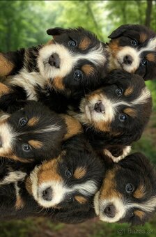 Bernský salašnický pes