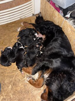 Bernský salašnícky pes