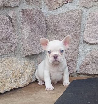 Francúzsky buldoček