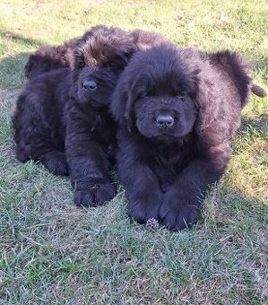 Novofundlandský pes