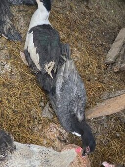 Kačky, čínske kačky