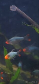 Predam Razbora Sawbwa -