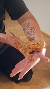 2ročna Agama bradatá s terarkom