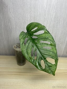 Monstera adansonii mint
