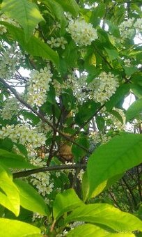Prunus padus-májový strom