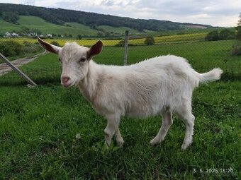 Capko