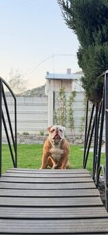 Americky bulldog