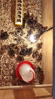 Prepelica japonska