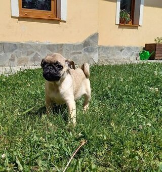 Mops