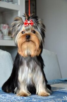 Yorkshire Terrier s PP