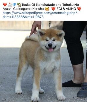 Akita inu - sučka s FCI/AKIHO rodokmeňom