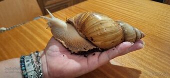Africké obrie slimáky - nenáročné terarijné domáce zvieratko
