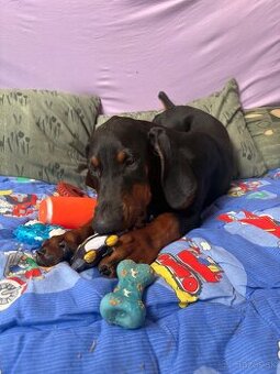 Doberman