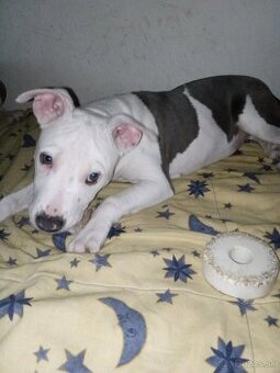 Predám čistokrvné šteniatko amerického stafforda