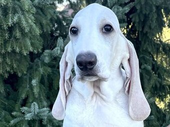 Porcelaine – štěniatko s PP