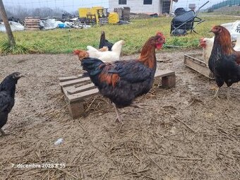 Maranska čierna medenokrká / Araucana