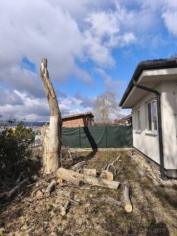 Darujem topoľové drevo