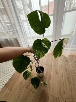 Monstera Albo Variegata