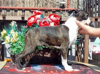 Bostonsky Terier,Boston Terrier,Boston