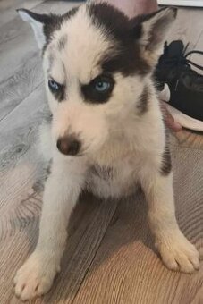Šteniatka sibírsky husky