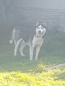 Šteniatka sibírsky husky