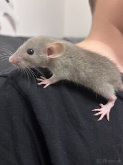 Dumbo potkan