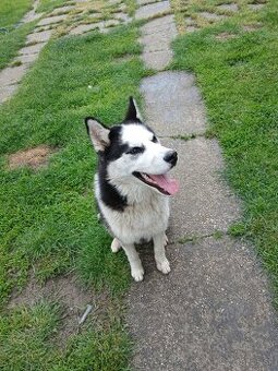 Darujem husky psíka