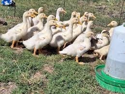 PREDÁM 2KG+ HUSY ZA 13€. PREDÁVAM AJ KURENCE A KAČICE -AKCIA