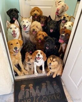 venčenie psov/dogsitter