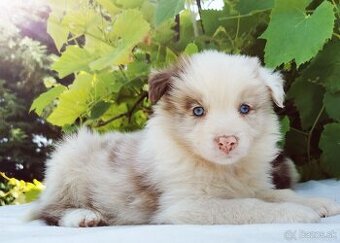 Border Collie, kolia