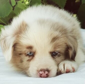 Border Collie, kolia