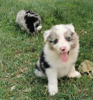 Border Collie, kolia