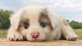 Border Collie, kolia