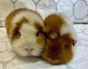 Us Teddy morské prasiatka - dve samičky