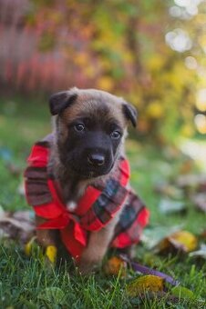 Šteniatka belgický ovčiak malinois s PP