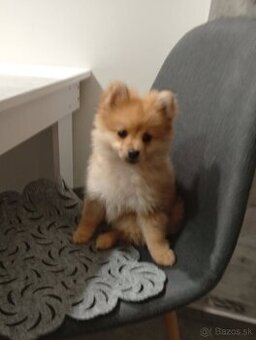 Pomeranian šteniatko