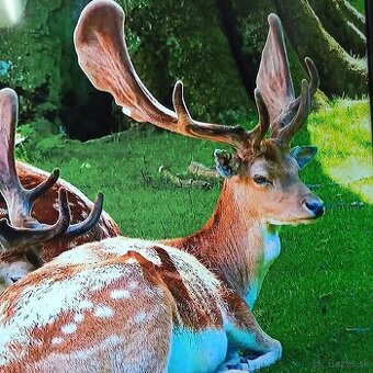 Thomson 4k Android smart tv 55(139)