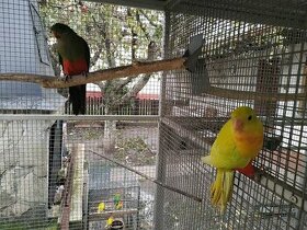 Papagáj kráľovský, kakadu ružový