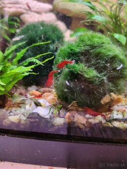 Krevety Red Cherry -0.35€