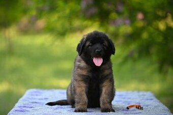 Leonberger s rodokmeňom