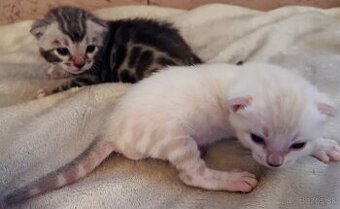 Bengalske mačiatka, bengalska mačka s Rodokmeňom