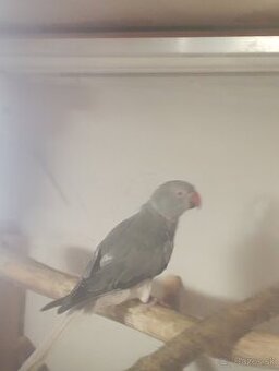 Alexander