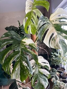Monstera albo
