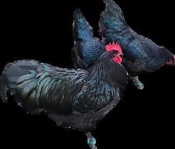 Predám kohútov australorpky čiernej a oravky bielej