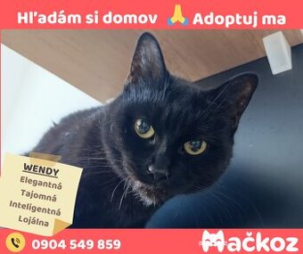 WENDY - Darujem mačičku / Darujem mačku